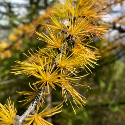 Aghi di pino