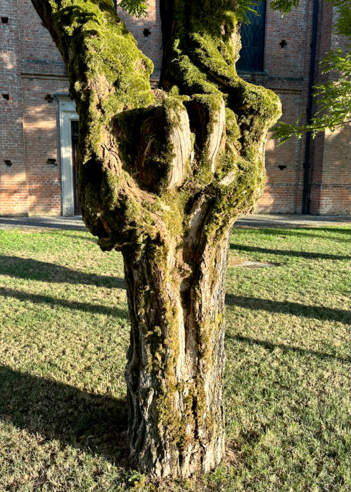 Forse è un'acacia ad Isola d'Asti