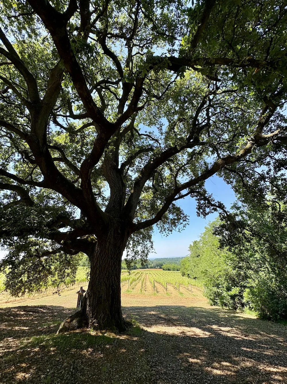 Quercia monumentale di Tassarolo
