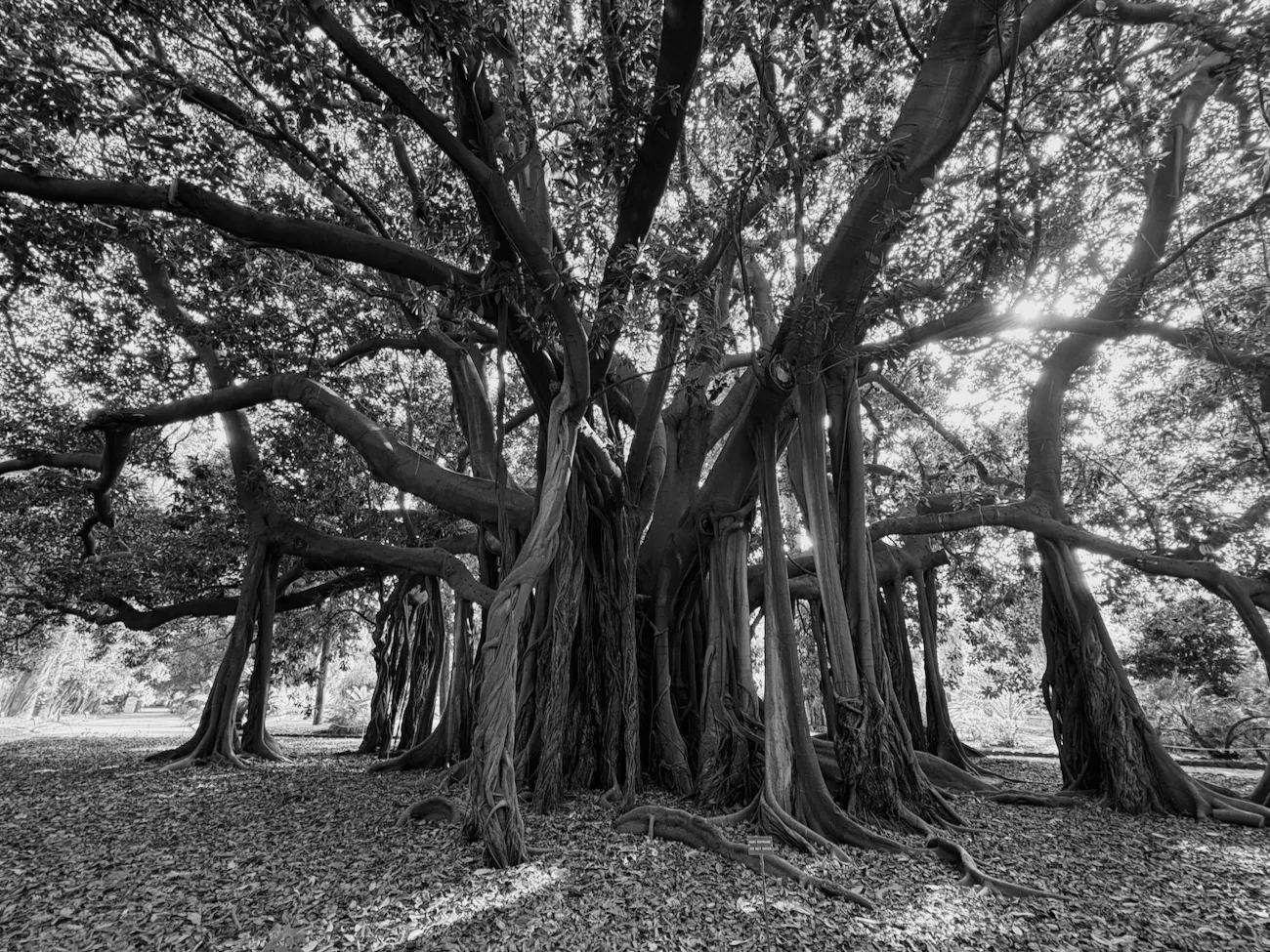 Mamma ficus