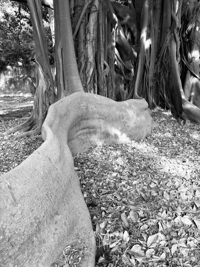 Ficus magnolioides, dettaglio del tronco