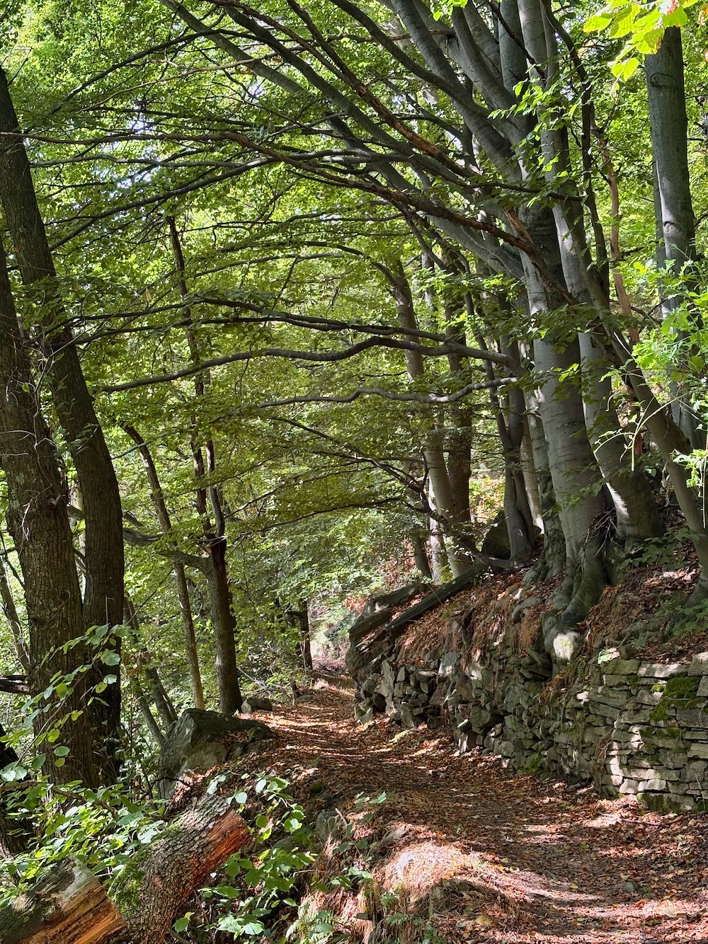 Faggeta al Pian Goraj, Coazze